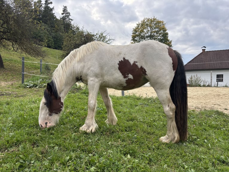 Cob Jument 2 Ans 157 cm Tobiano-toutes couleurs in Rainbach