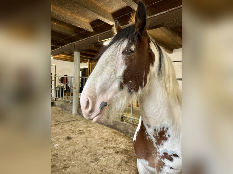 Cob Jument 2 Ans 157 cm Tobiano-toutes couleurs in Rainbach