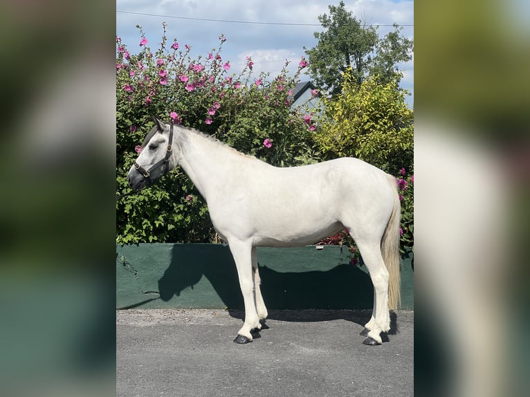 Cob Croisé Jument 3 Ans 148 cm Blanc in Athenry Cob Croisé Jument 3 Ans 148 cm Blanc in Athenry