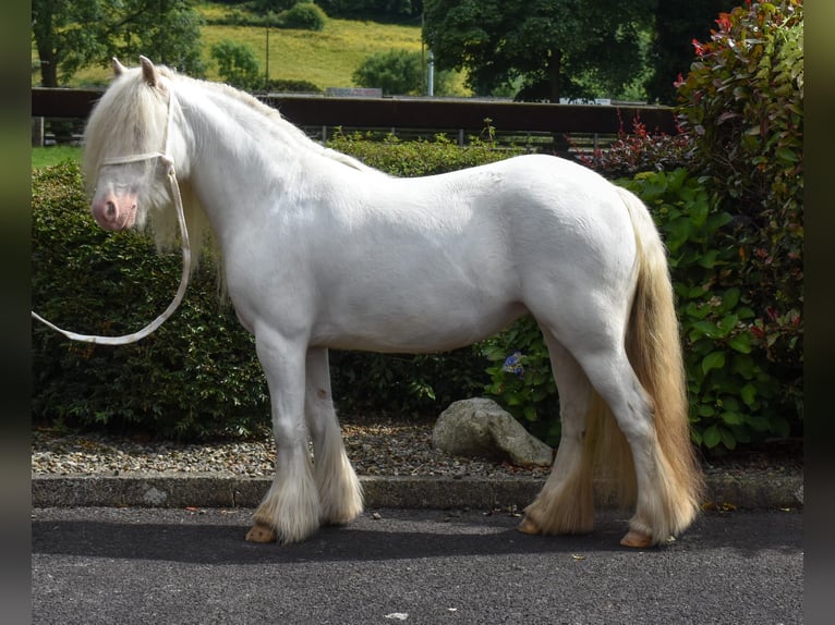 Cob Jument 4 Ans 125 cm Palomino in Newry