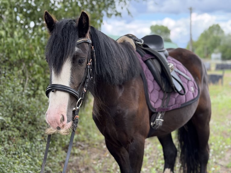Cob Croisé Jument 4 Ans 127 cm Noir in Trebbin