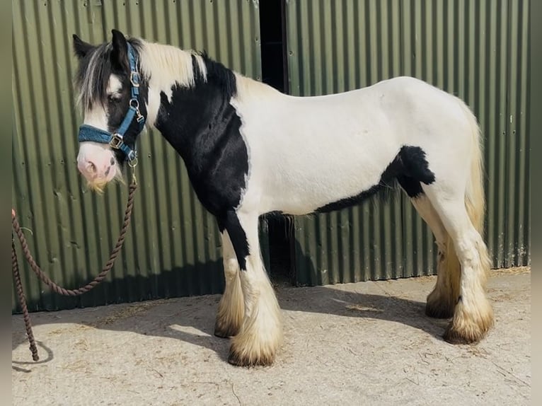 Cob Jument 4 Ans 140 cm Pinto in Sligo