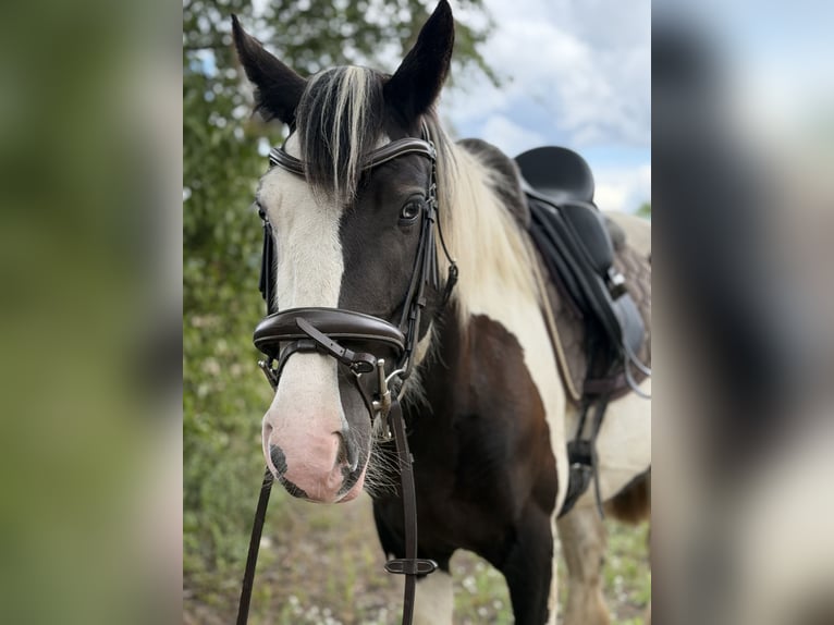 Cob Croisé Jument 4 Ans 147 cm Tobiano-toutes couleurs in Trebbin