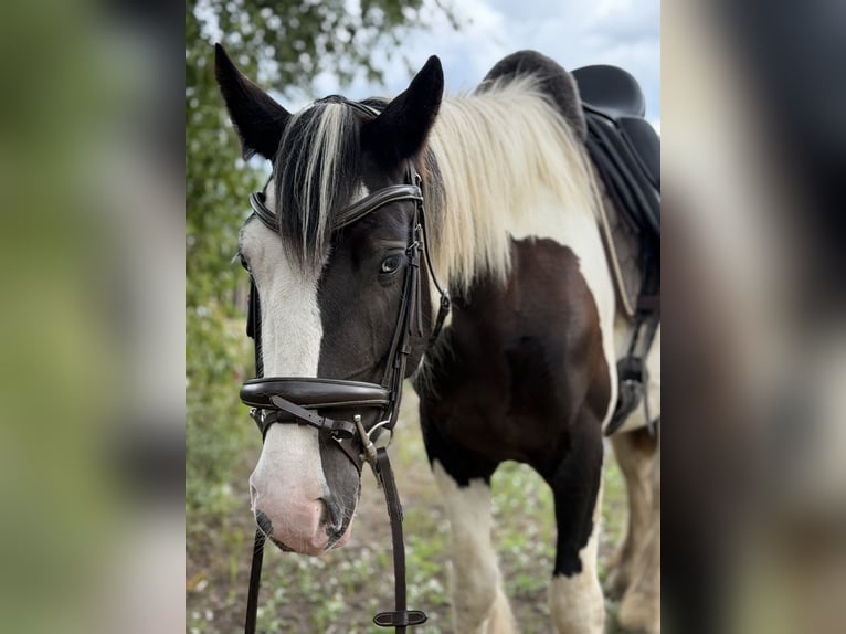Cob Croisé Jument 4 Ans 147 cm Tobiano-toutes couleurs in Trebbin