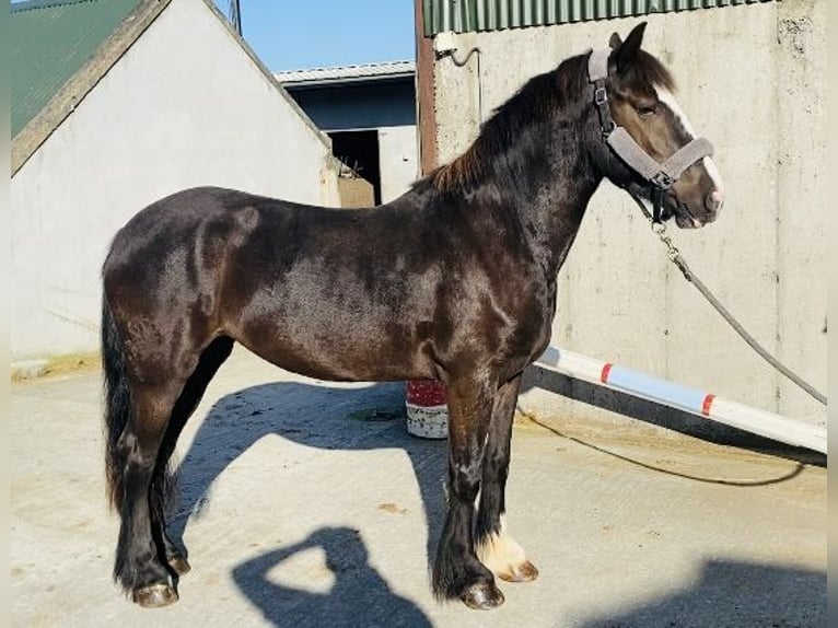 Cob Jument 4 Ans 148 cm Bai cerise in Sligo