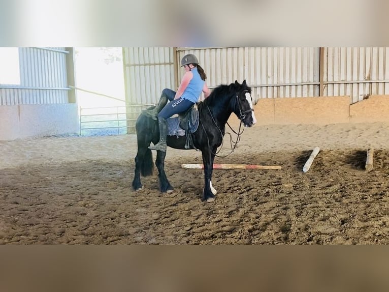 Cob Jument 4 Ans 148 cm Bai cerise in Sligo