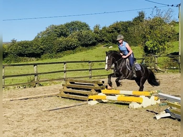 Cob Jument 4 Ans 148 cm Bai cerise in Sligo