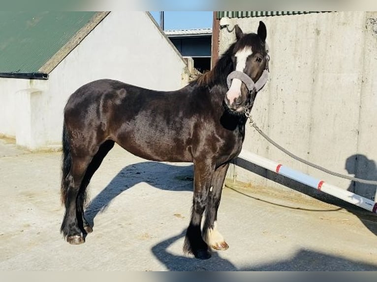 Cob Jument 4 Ans 148 cm Bai cerise in Sligo