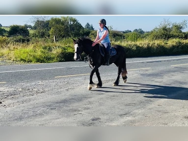 Cob Jument 4 Ans 148 cm Bai cerise in Sligo