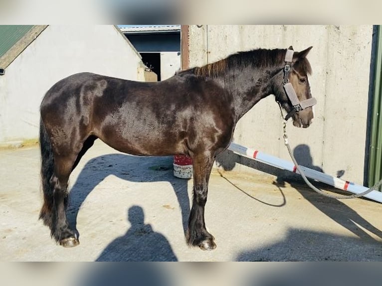 Cob Jument 4 Ans 148 cm Bai cerise in Sligo