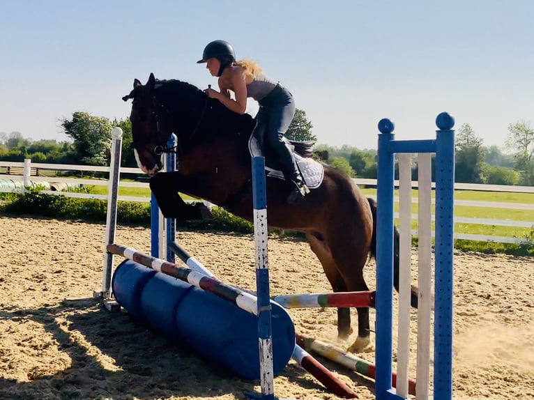 Cob Jument 4 Ans 148 cm Bai in Mountrath