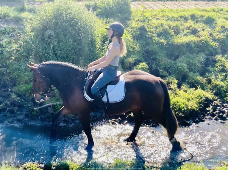 Cob Jument 4 Ans 148 cm Bai in Mountrath