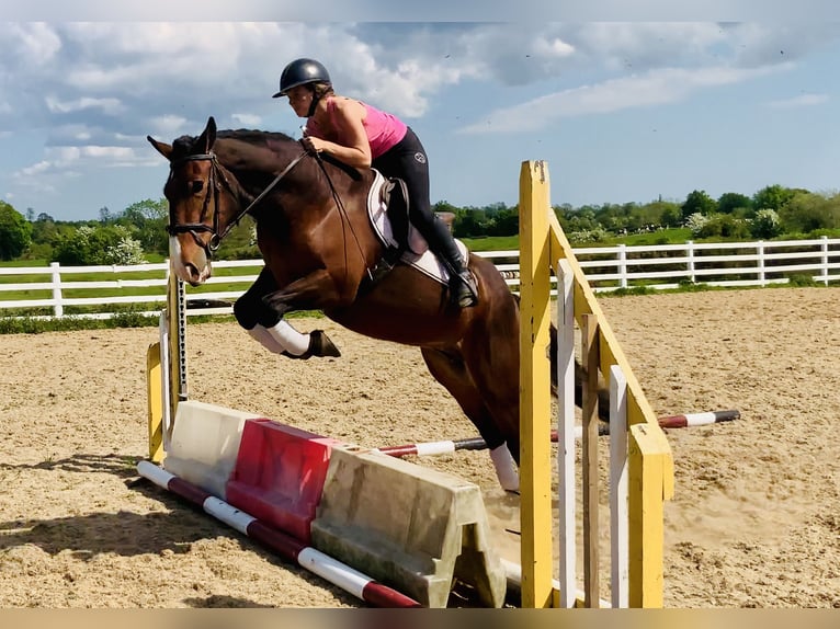 Cob Jument 4 Ans 148 cm Bai in Mountrath