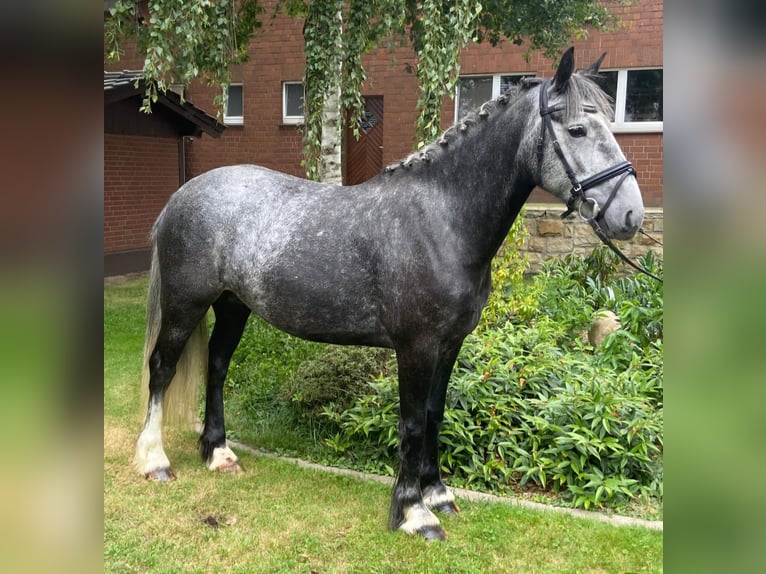 Cob Croisé Jument 4 Ans 151 cm Gris in Hopsten