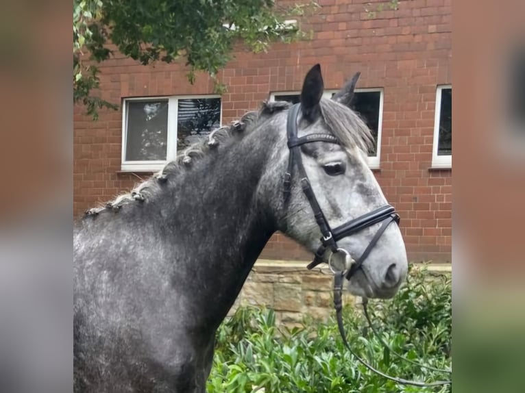 Cob Croisé Jument 4 Ans 151 cm Gris in Hopsten