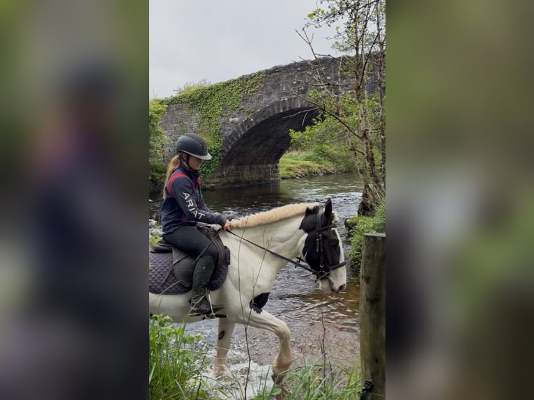 Cob Jument 4 Ans 154 cm Pinto in Sligo