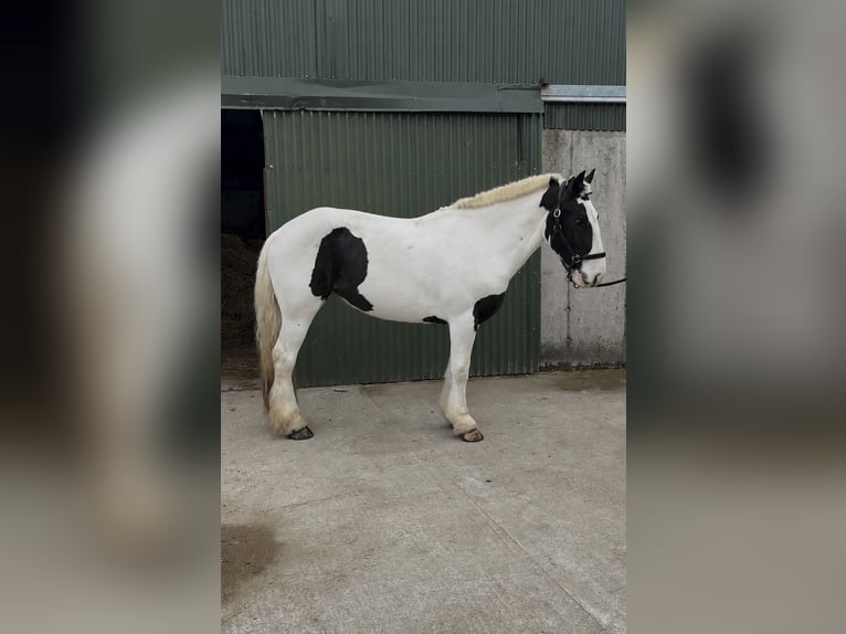 Cob Jument 4 Ans 154 cm Pinto in Sligo
