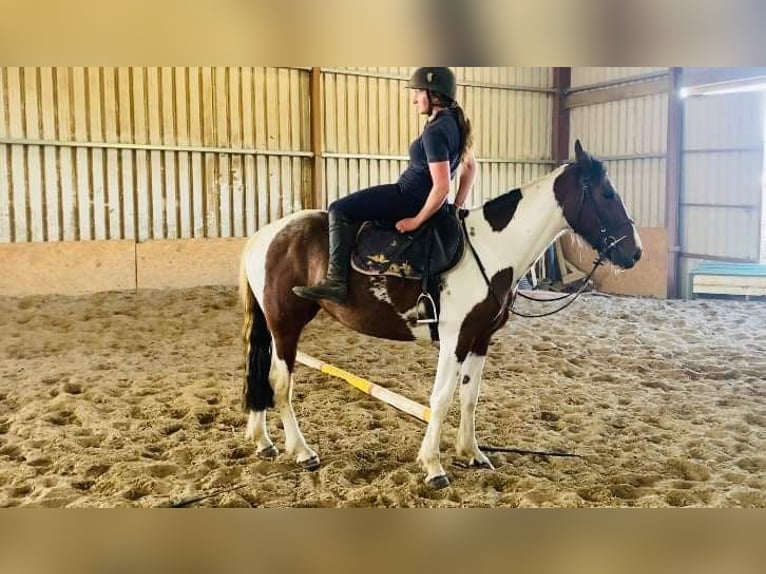 Cob Jument 4 Ans 155 cm Pinto in Sligo