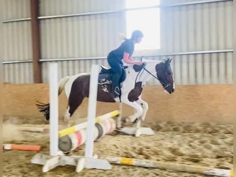 Cob Jument 4 Ans 155 cm Pinto in Sligo