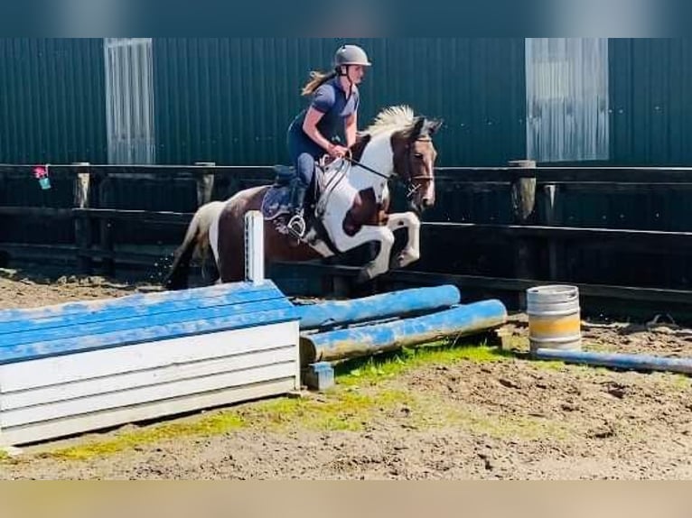 Cob Jument 4 Ans 155 cm Pinto in Sligo