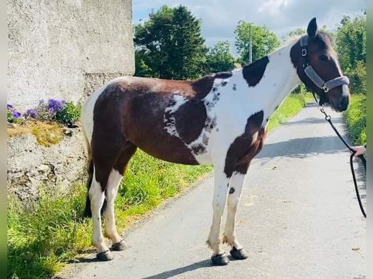 Cob Jument 4 Ans 155 cm Pinto in Sligo