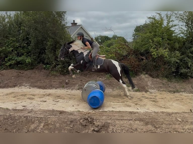 Cob Jument 4 Ans 156 cm Pinto in Sligo