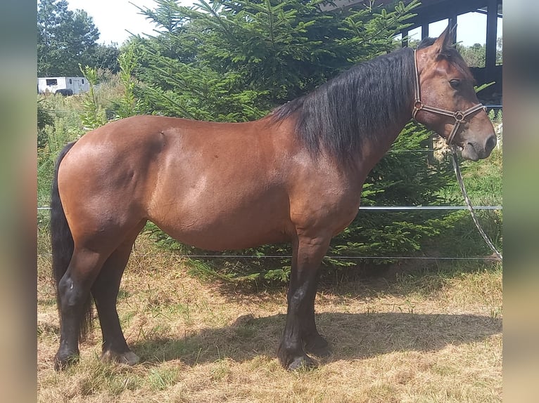 Cob Jument 4 Ans 164 cm Bai in SANDRANS