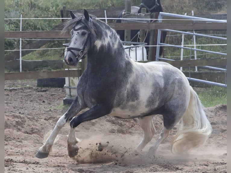 Cob Croisé Jument 4 Ans Rouan Bleu in Uelsen