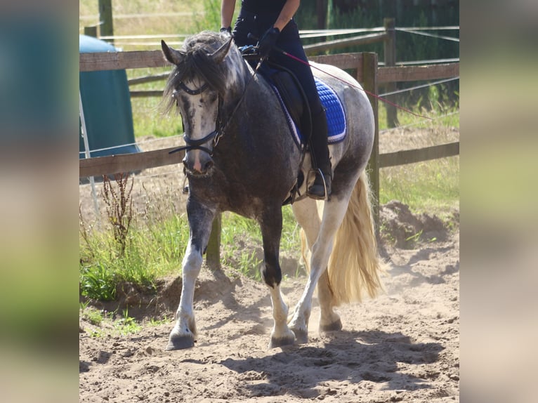 Cob Croisé Jument 4 Ans Rouan Bleu in Uelsen