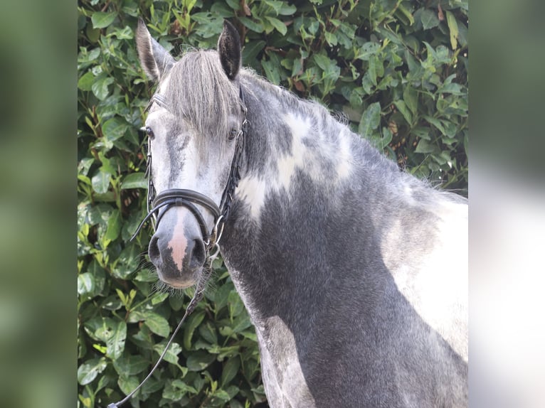 Cob Croisé Jument 4 Ans Rouan Bleu in Uelsen