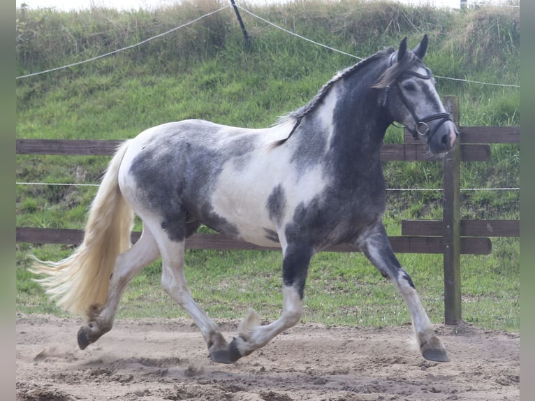 Cob Croisé Jument 4 Ans Rouan Bleu in Uelsen