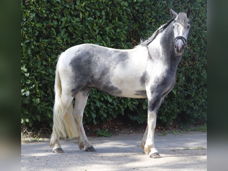 Cob Croisé Jument 4 Ans Rouan Bleu in Uelsen