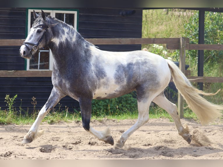 Cob Croisé Jument 4 Ans Rouan Bleu in Uelsen