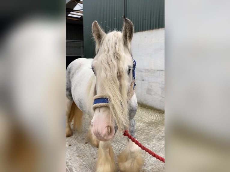 Cob Jument 5 Ans 135 cm Rouan bleu in Sligo