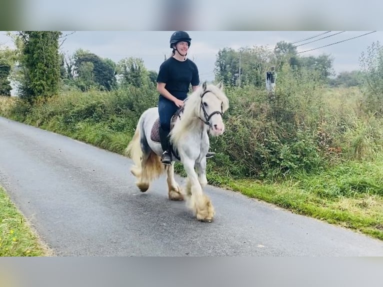 Cob Jument 5 Ans 135 cm Rouan bleu in Sligo