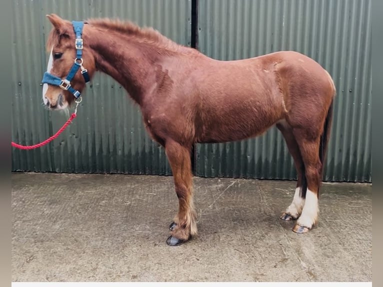 Cob Jument 5 Ans 137 cm Alezan brûlé in Sligo