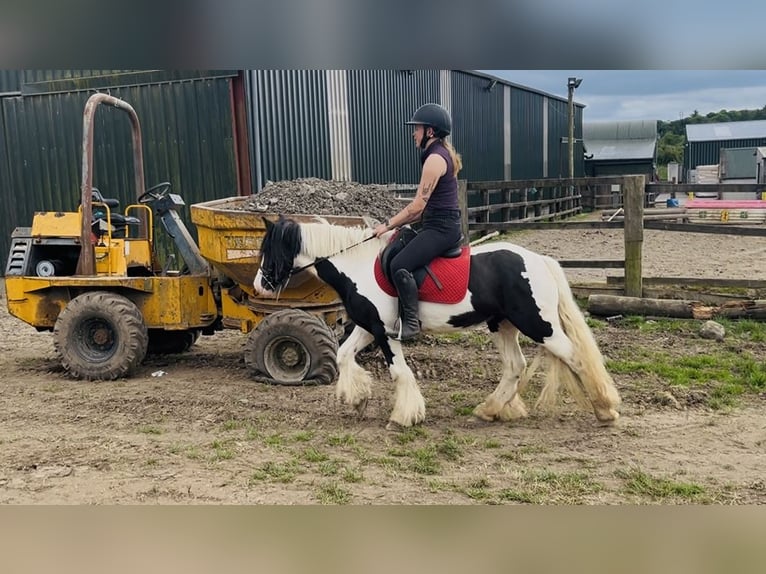 Cob Jument 5 Ans 138 cm Pinto in Sligo