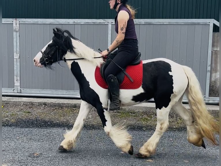 Cob Jument 5 Ans 138 cm Pinto in Sligo