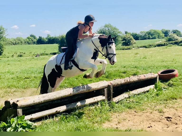 Cob Jument 5 Ans 138 cm Pinto in Mountrath