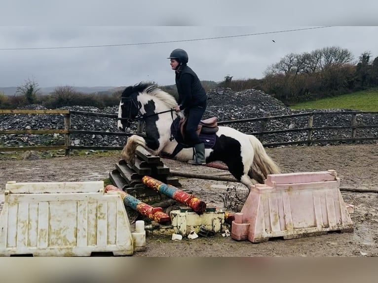 Cob Jument 5 Ans 143 cm Pinto in Sligo