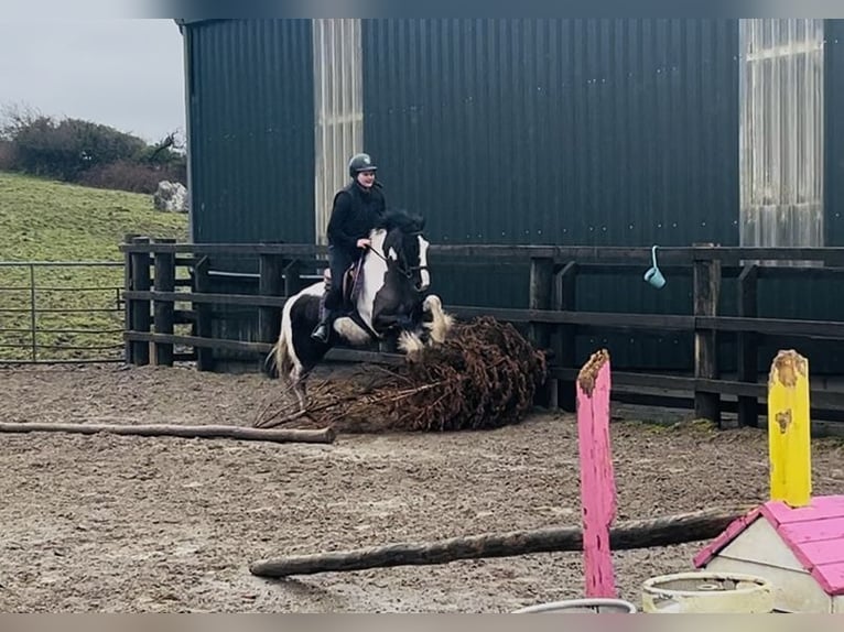 Cob Jument 5 Ans 143 cm Pinto in Sligo