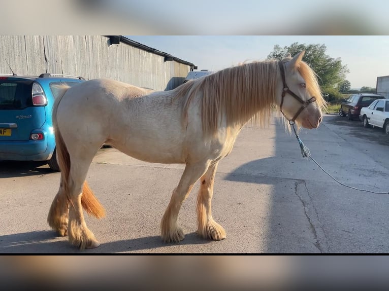 Cob Jument 5 Ans 150 cm Cremello in Bridgwater, Somerset