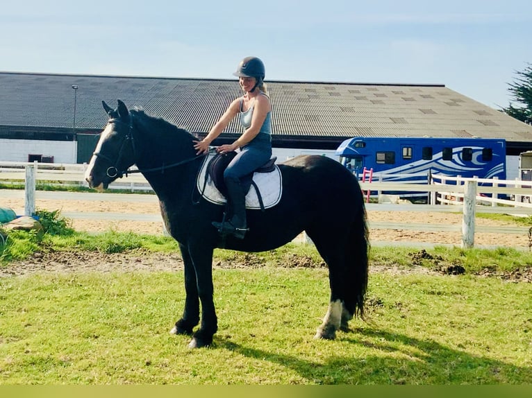 Cob Jument 5 Ans 152 cm Noir in Mountrath