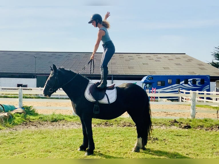 Cob Jument 5 Ans 152 cm Noir in Mountrath