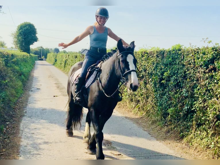 Cob Jument 5 Ans 152 cm Noir in Mountrath