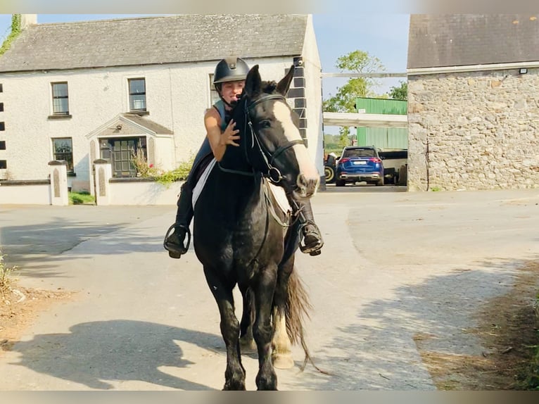 Cob Jument 5 Ans 152 cm Noir in Mountrath