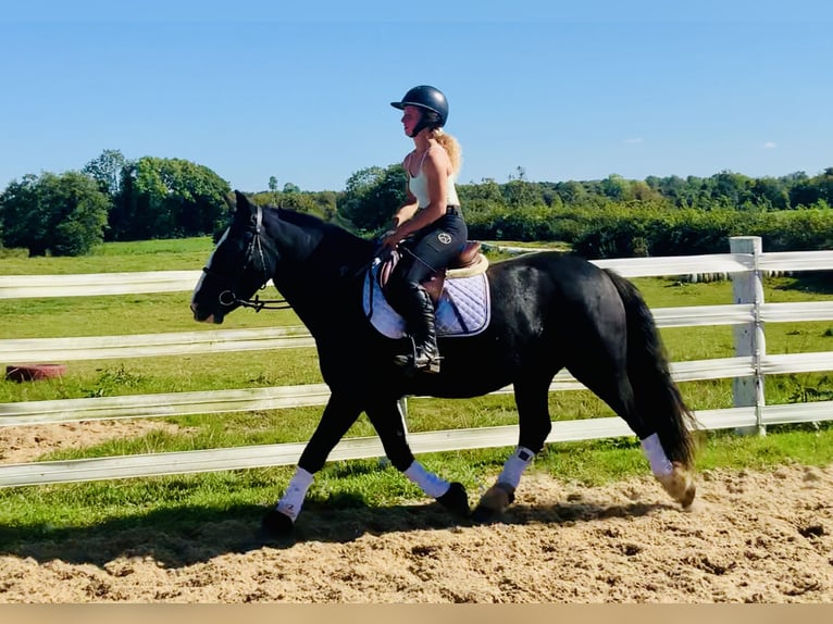 Cob Jument 5 Ans 152 cm Noir in Mountrath