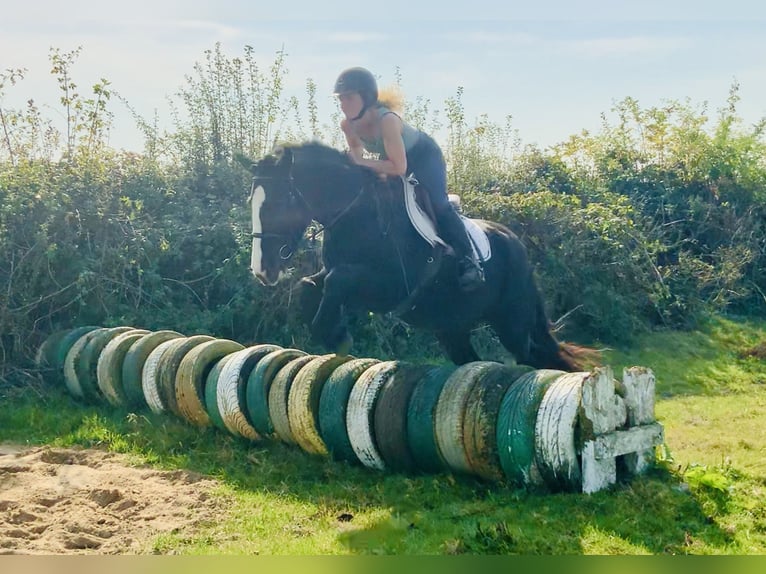 Cob Jument 5 Ans 152 cm Noir in Mountrath