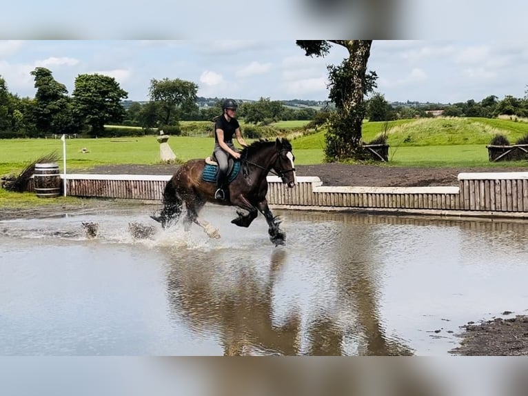 Cob Jument 5 Ans 153 cm Bai in Sligo