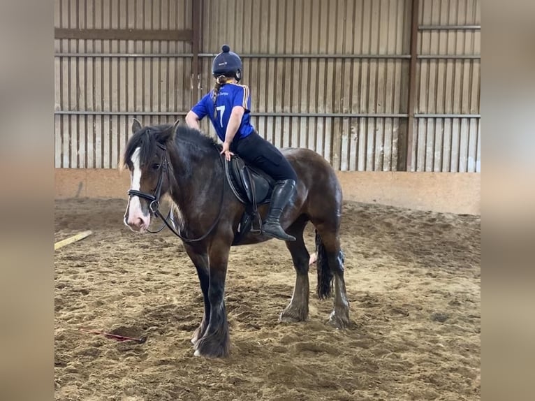 Cob Jument 5 Ans 153 cm Bai in Sligo